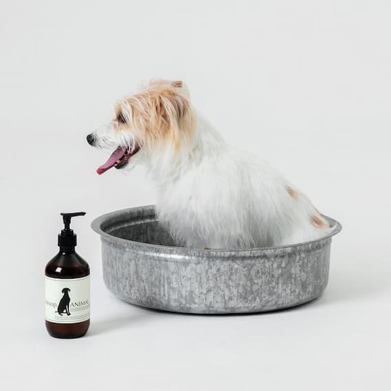デザインのいい犬グッズ・10選。