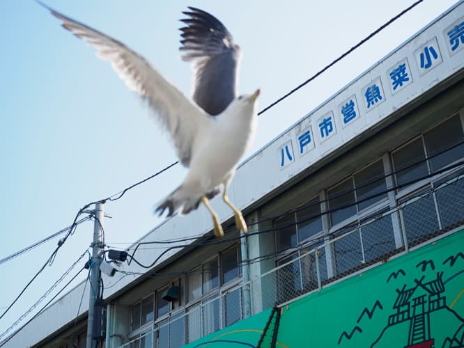 現在の〈八戸市営魚菜小売市場〉の建物。海からウミネコがやってくることも。買った魚を狙われないように。