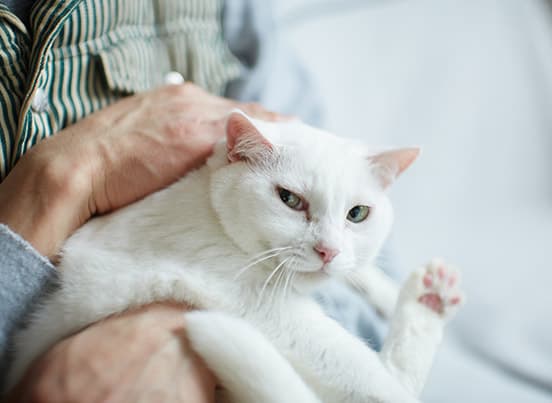 ilove.cat：パン屋〈KAISO〉鈴木夫妻☓まそ—南国からやってきた真っ白な猫