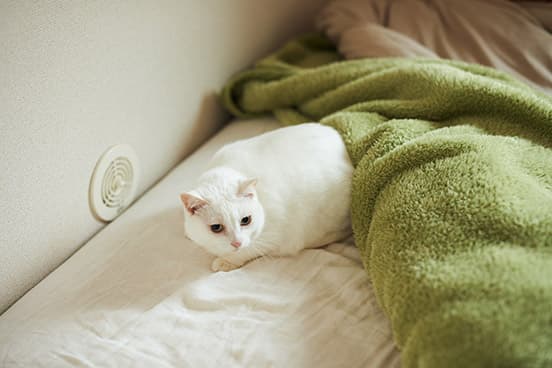 ilove.cat：パン屋〈KAISO〉鈴木夫妻☓まそ—南国からやってきた真っ白な猫