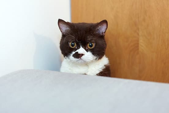 ilove.cat：グラフィックデザイナー・田部井美奈×だんご