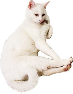 LIFE@PET｜ルー・リードの転生ネコ!？