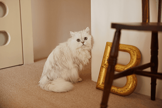 ilove.cat：ファッションデザイナー・野口アヤ×ミミオ＆マメ