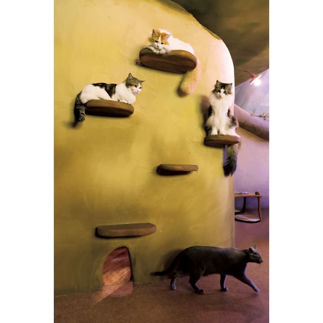 壁に設けられたステップは猫たちに人気。最上段は一番人気のマンチカンもっぷくん1歳。