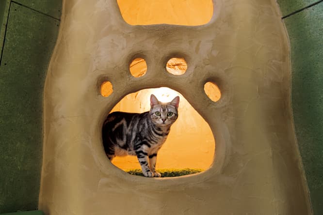 壁には肉球形ベッドルームも。