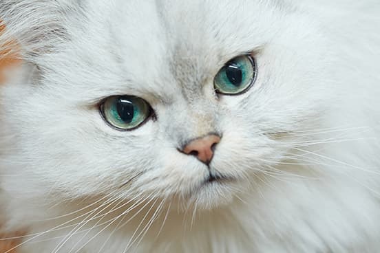 ilove.cat：マンモスコーヒー・河野夫妻xニール — 子どもに優しいクールな猫