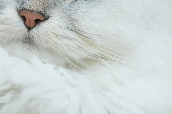 ilove.cat：マンモスコーヒー・河野夫妻xニール — 子どもに優しいクールな猫