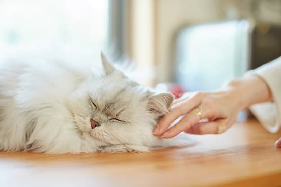 ilove.cat：マンモスコーヒー・河野夫妻xニール — 子どもに優しいクールな猫