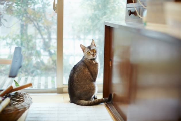ilove.cat：グラフィックデザイナー・仲條正義×小吉—理屈の通らない猫