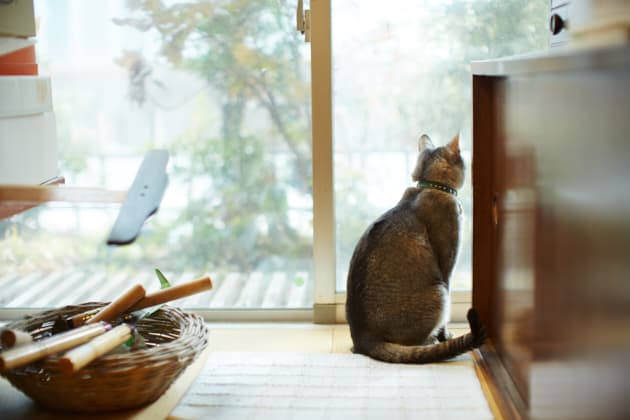 ilove.cat：グラフィックデザイナー・仲條正義×小吉—理屈の通らない猫