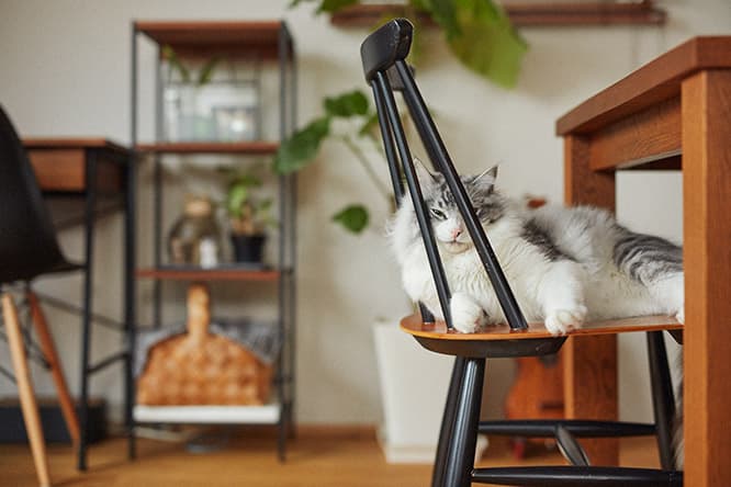 ilove.cat：ミュージシャン・近藤研二☓モイ—奇跡のような巡り合わせ