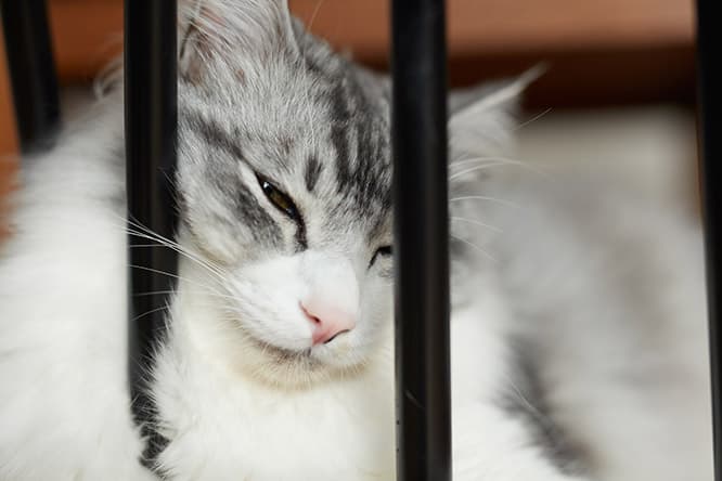 ilove.cat：ミュージシャン・近藤研二☓モイ—奇跡のような巡り合わせ