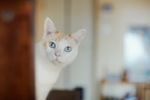 ilove.cat：音楽家・本田みちよ☓シロ、クロ—何も求めない猫たち