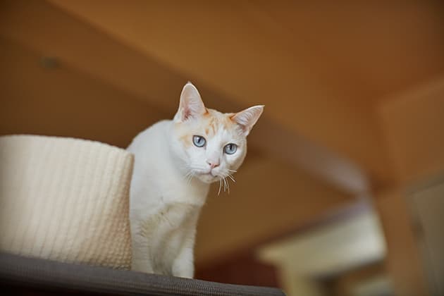 ilove.cat：音楽家・本田みちよ☓シロ、クロ—何も求めない猫たち