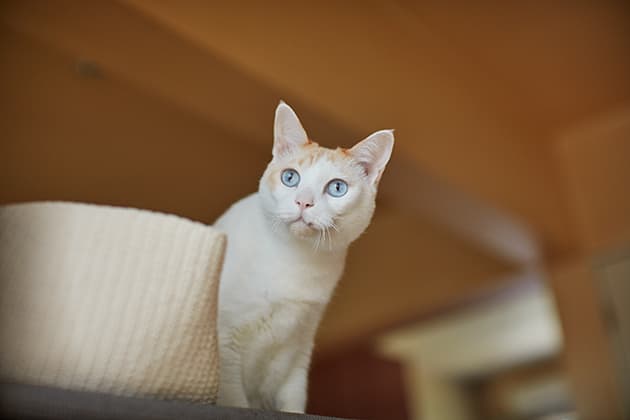 ilove.cat：音楽家・本田みちよ☓シロ、クロ—何も求めない猫たち