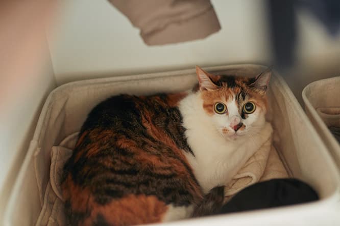 ilove.cat：イラストレーター・浦野周平☓宗介、雫 — 家も結婚も、猫がきっかけ