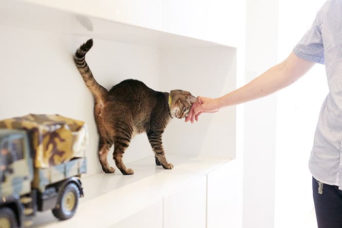 ilove.cat：イラストレーター・浦野周平☓宗介、雫 — 家も結婚も、猫がきっかけ