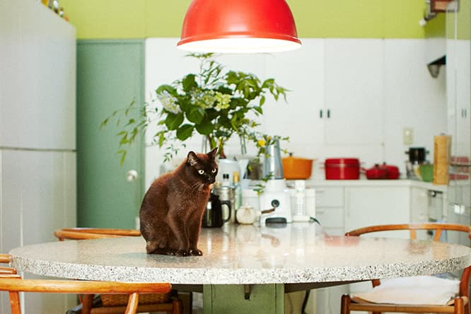ilove.cat：人形作家・粟辻早重☓トロ—自立性をはぐくむ距離感