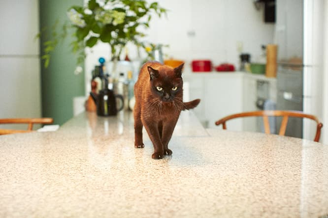 ilove.cat：人形作家・粟辻早重☓トロ—自立性をはぐくむ距離感
