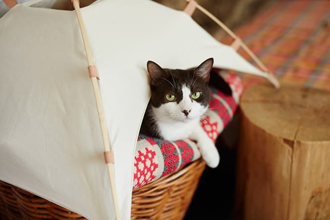 ilove.cat：デザイナー・倉橋孝明☓パッチ、ドッチ、チッチ— 女同士の縄張り争い