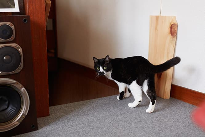 ilove.cat：デザイナー・倉橋孝明☓パッチ、ドッチ、チッチ— 女同士の縄張り争い