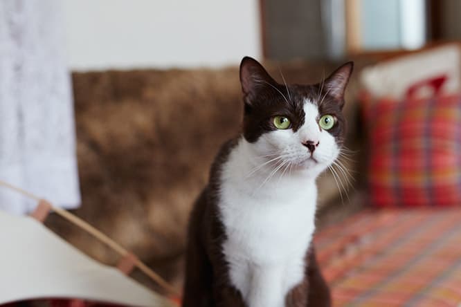 ilove.cat：デザイナー・倉橋孝明☓パッチ、ドッチ、チッチ— 女同士の縄張り争い