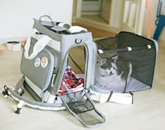 LIFE@PET｜猫の避難訓練してますか？