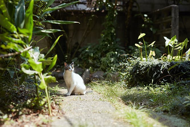 ilove.cat：金継ぎ師・黒田雪子×百 — 浮世を行き来する猫