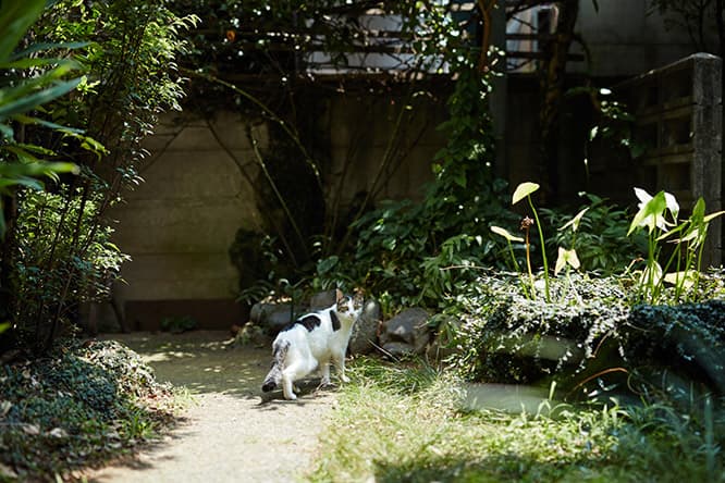 ilove.cat：金継ぎ師・黒田雪子×百 — 浮世を行き来する猫