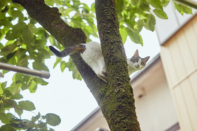 ilove.cat：金継ぎ師・黒田雪子×百 — 浮世を行き来する猫