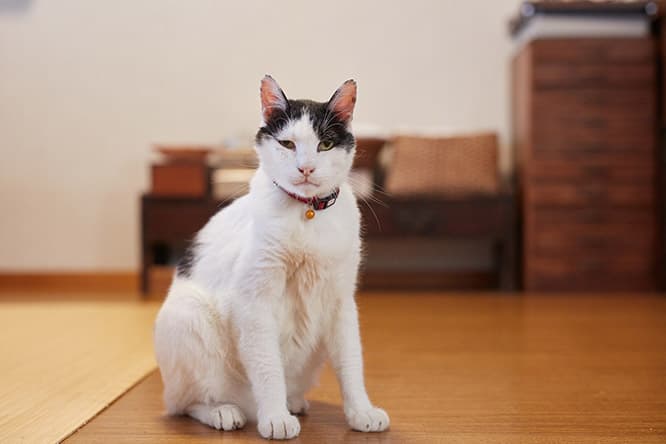 ilove.cat：hal・後藤由紀子☓たま—孫のように愛されて