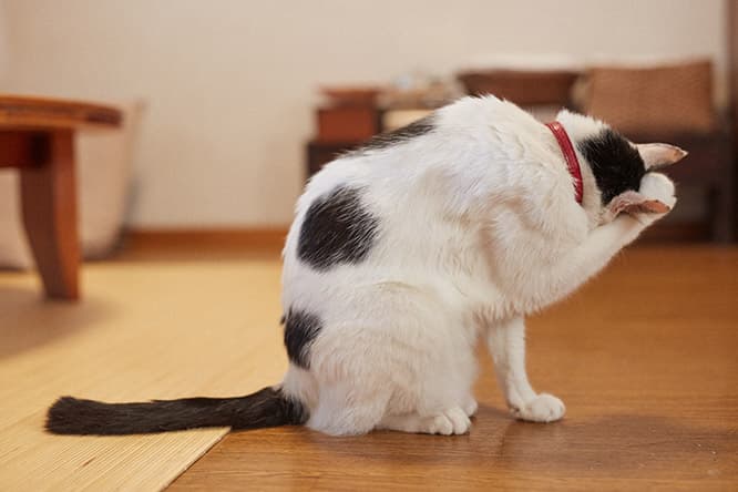 ilove.cat：hal・後藤由紀子☓たま—孫のように愛されて