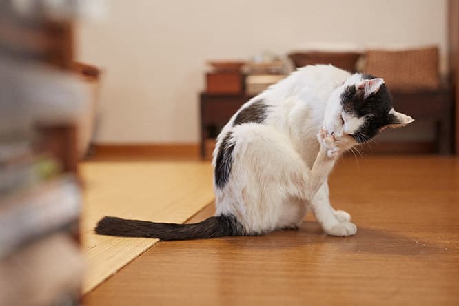 ilove.cat：hal・後藤由紀子☓たま—孫のように愛されて