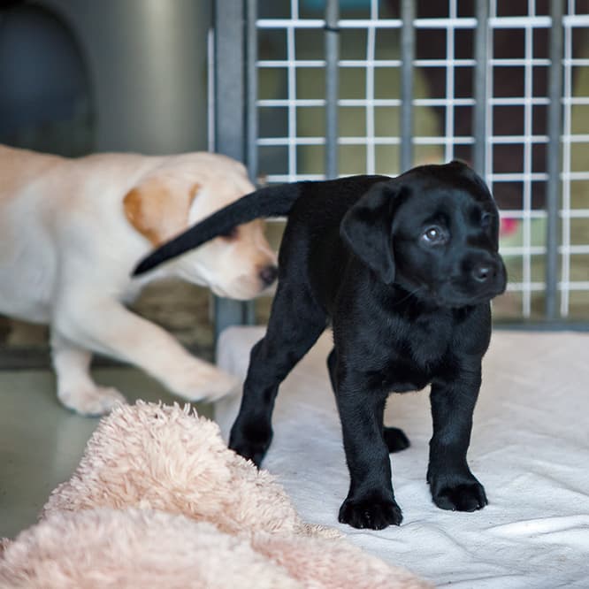 盲導犬の有力候補たち。盲導犬はまず血統によって選ばれるという。