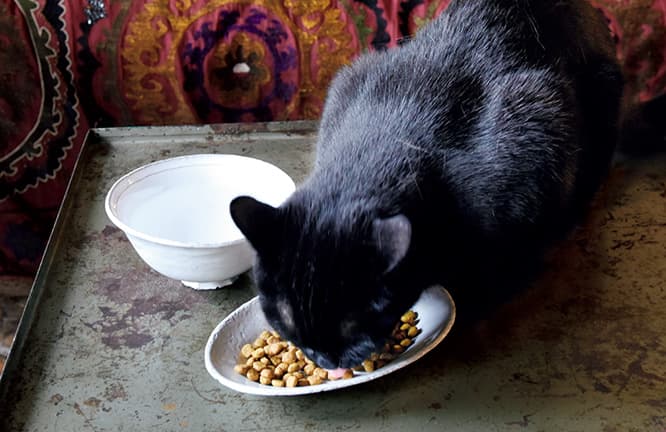 ローテーブルでお食事中のフィフィン。