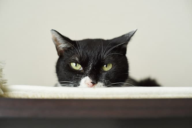 ilove.cat：研究者・齋藤慈子☓おから—賢い猫の心理を知る