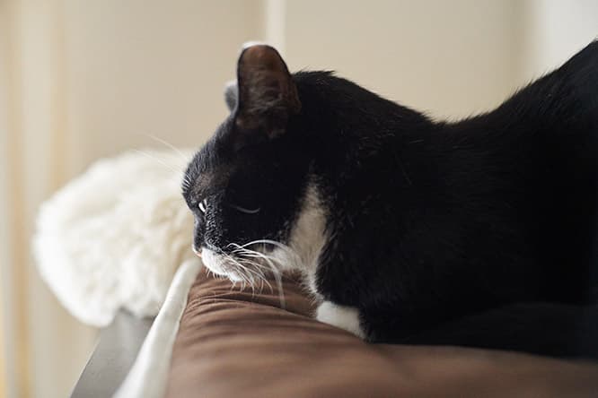 ilove.cat：研究者・齋藤慈子☓おから—賢い猫の心理を知る