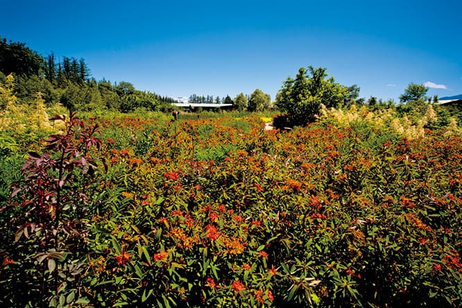 7月の北海道の植物たちはまさに絶頂期、百花+草+木まとめて繚乱なのだ。