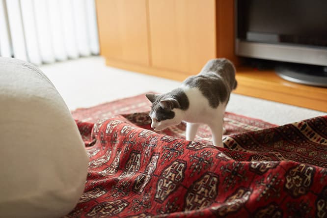 ilove.cat：フェルト作家・猫ラボ ☓蘭丸、南天、福—災い転じて福となす