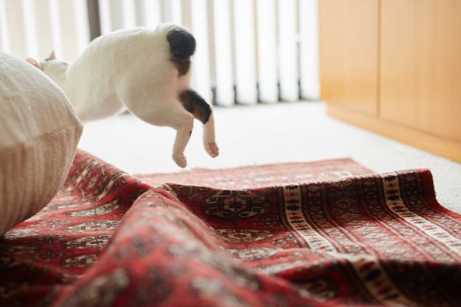 ilove.cat：フェルト作家・猫ラボ ☓蘭丸、南天、福—災い転じて福となす