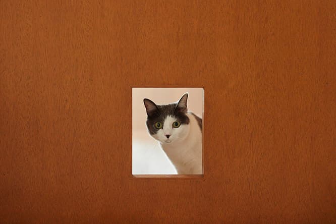 ilove.cat：フェルト作家・猫ラボ ☓蘭丸、南天、福—災い転じて福となす