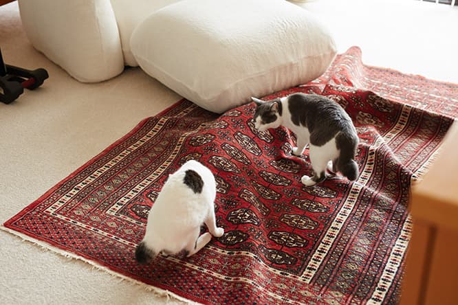 ilove.cat：フェルト作家・猫ラボ ☓蘭丸、南天、福—災い転じて福となす