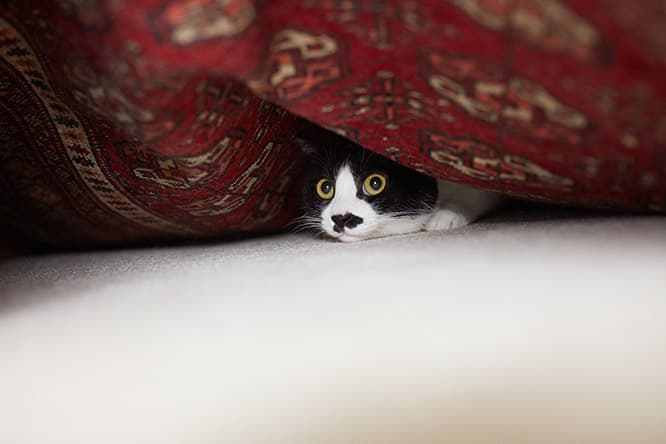 ilove.cat：フェルト作家・猫ラボ ☓蘭丸、南天、福—災い転じて福となす