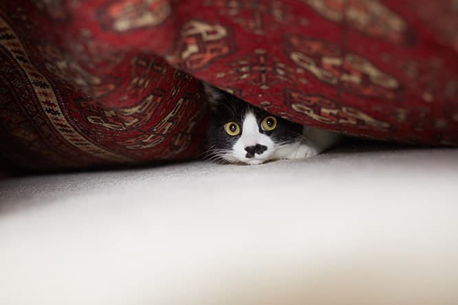 ilove.cat：フェルト作家・猫ラボ ☓蘭丸、南天、福—災い転じて福となす