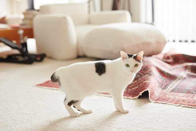 ilove.cat：フェルト作家・猫ラボ ☓蘭丸、南天、福—災い転じて福となす