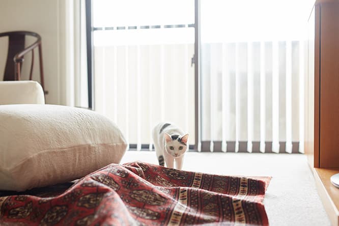 ilove.cat：フェルト作家・猫ラボ ☓蘭丸、南天、福—災い転じて福となす