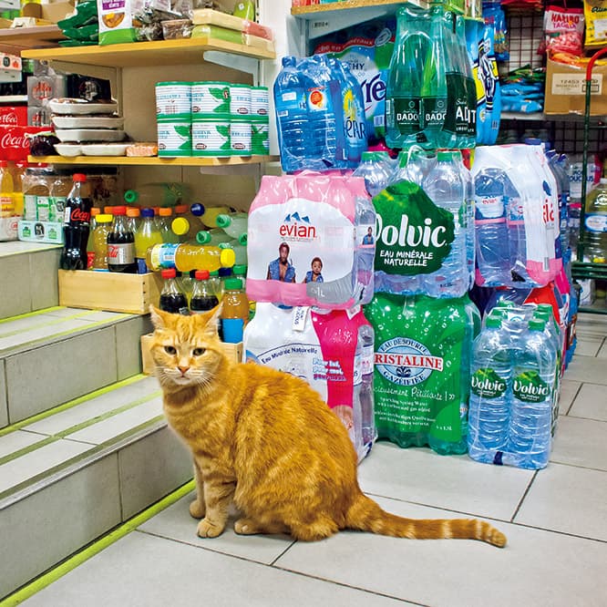 昼寝時以外はいつもお行儀のいい佇まいのミヌー（猫背だけど）。
