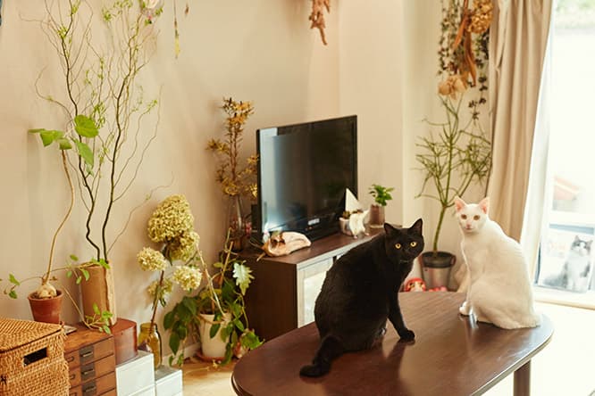 ilove.cat：刺繍作家・小菅くみ×おはぎ、おもち—頼りになる猫という存在
