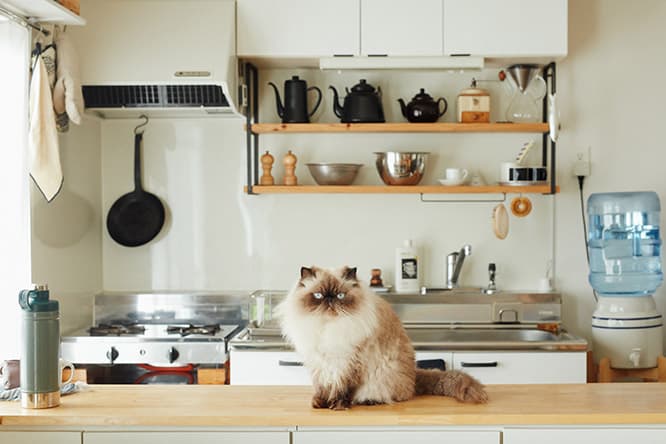 ilove.cat：麦藁飾り作家・岡部綾美☓ぐーぐー — おじさん顔の猫