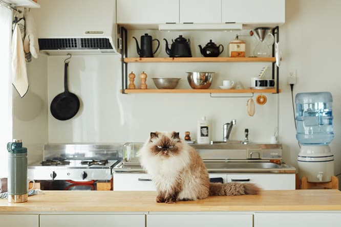 ilove.cat：麦藁飾り作家・岡部綾美☓ぐーぐー — おじさん顔の猫